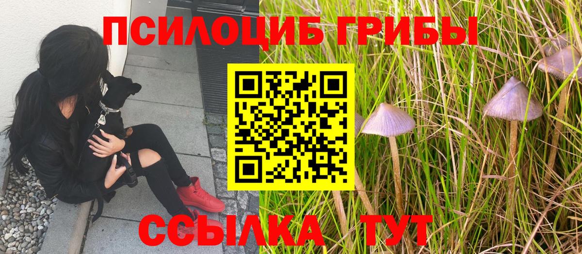 Заводоуковск  Галлюциногенные грибы Cubensis  Вход с VPN 